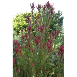 Euphorbia 'Arven'