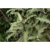 Olearia ilicifolia