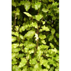 Olearia paniculata