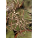 Hydrangea macrophylla 'Renate Steiniger'