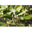 Passiflora herbertiana