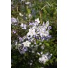 Solanum laxum (jasminoides)