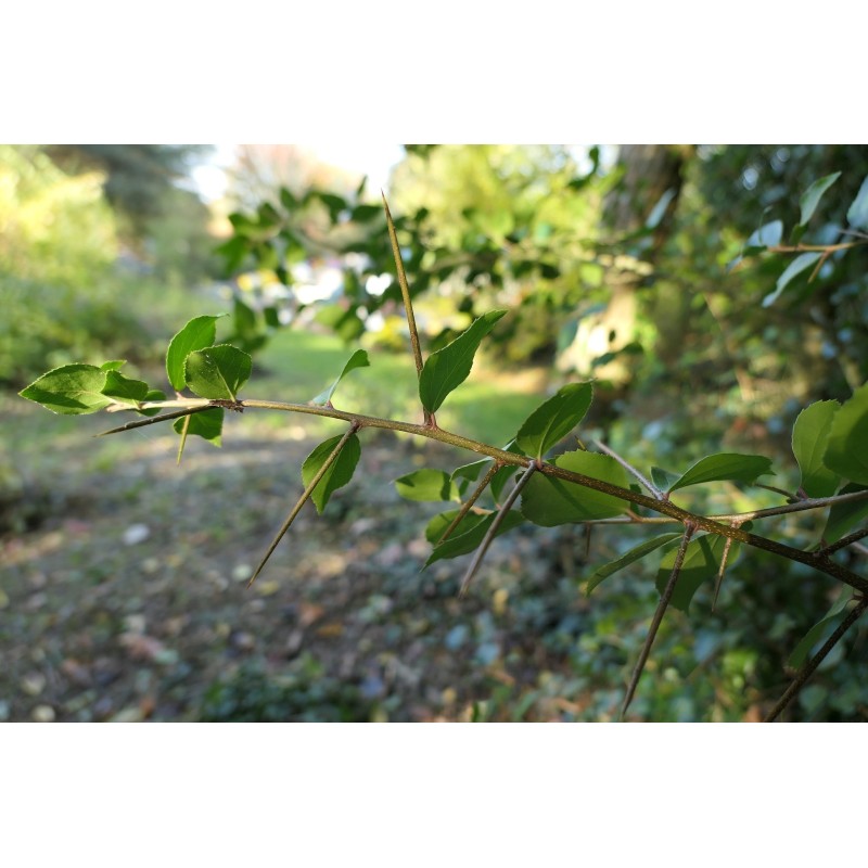 Xylosma japonica