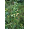 Dodonea viscosa subsp. cuneata