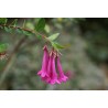 (Abelia) Vesalea floribunda