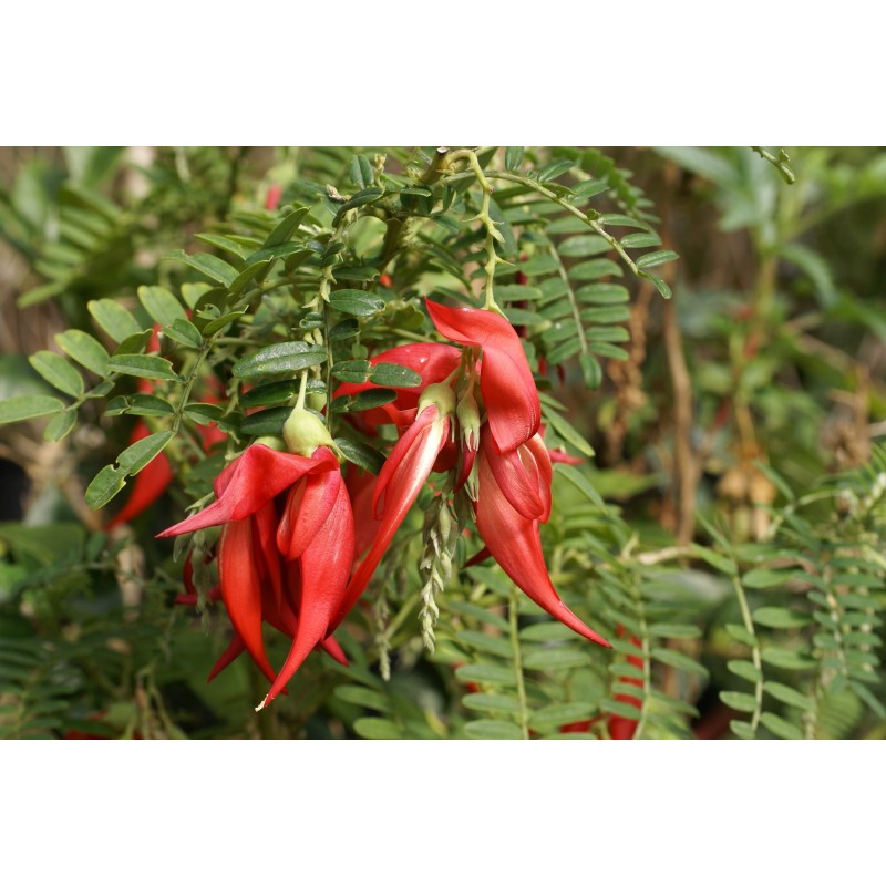Clianthus puniceus 'Red Cardinal'