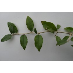 Elaeagnus formosana