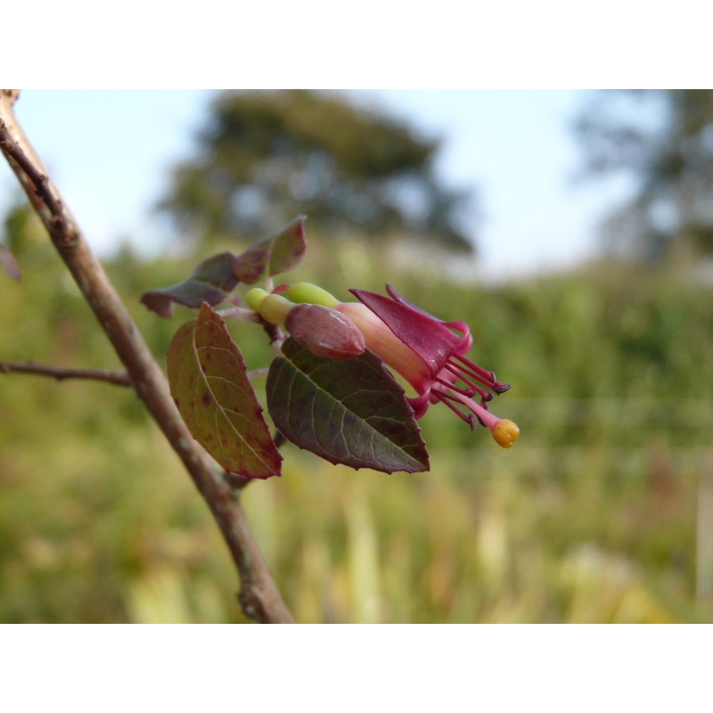 Fuchsia colensoi